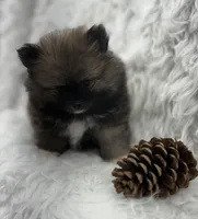 CKC Charlie, a male Pomeranian for sale in Byron, GA – 6 of 8