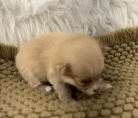 AKC  Luke, a male Pomeranian for sale in Byron, GA – 4 of 5
