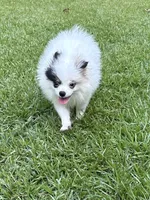 ALC Sinclair , a male Pomeranian for sale in Byron, GA – 2 of 10