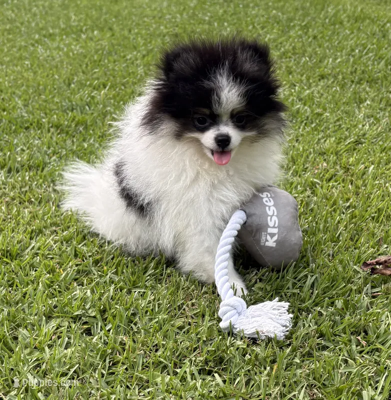 AKC Ella – Pomeranian puppy for sale in Byron, GA