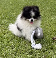 AKC Ella, a female Pomeranian for sale in Byron, GA – 1 of 10