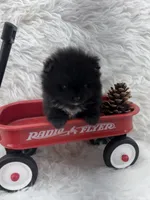 AKC River, a male Pomeranian for sale in Byron, GA – 3 of 9