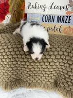 AKC Jamie, a male Pomeranian for sale in Byron, GA – 5 of 5