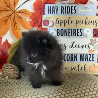 AKC Bella, a female Pomeranian for sale in Byron, GA – 8 of 8