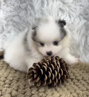 AKC Rain, a female Pomeranian for sale in Byron, GA – 5 of 10