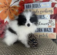 AKC Max, a male Pomeranian for sale in Byron, GA – 6 of 9