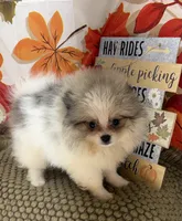 AKC Finn, a male Pomeranian for sale in Byron, GA – 5 of 7