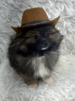 CKC Charlie, a male Pomeranian for sale in Byron, GA – 5 of 10