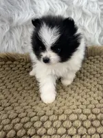 AKC Chase, a male Pomeranian for sale in Byron, GA – 7 of 7