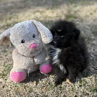 AKc Prescott, a male Pomeranian for sale in Byron, GA – Photo 10 of 10