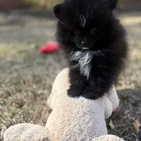 AKc Prescott, a male Pomeranian for sale in Byron, GA – Photo 2 of 10