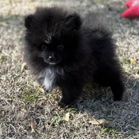 AKc Prescott, a male Pomeranian for sale in Byron, GA – Photo 9 of 10