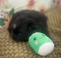 processed/eb909a69-04fa-48a4-8bbc-a5d514f33234/listing/199bae65-ad12-46c6-a8fc-a4218409ae1e/c15b5dd3-b78a-4690-a971-783f53d1b572