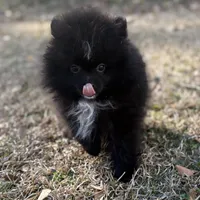 AKc Prescott, a male Pomeranian for sale in Byron, GA – Photo 7 of 10