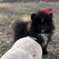 AKc Prescott, a male Pomeranian for sale in Byron, GA – Photo 4 of 10