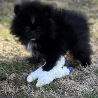 AKc Prescott, a male Pomeranian for sale in Byron, GA – Photo 3 of 10