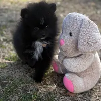 AKc Prescott, a male Pomeranian for sale in Byron, GA – Photo 1 of 10