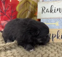 AKC Tyler, a male Pomeranian for sale in Byron, GA – 3 of 5