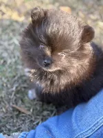 AKC Ella May, a female Pomeranian for sale in Byron, GA – Photo 10 of 10