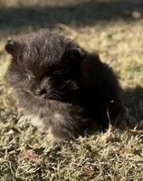 AKC Ella May, a female Pomeranian for sale in Byron, GA – Photo 9 of 10