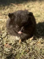 AKC Ella May, a female Pomeranian for sale in Byron, GA – Photo 4 of 10