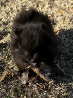 AKC Ella May, a female Pomeranian for sale in Byron, GA – Photo 7 of 10