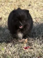 AKC Ella May, a female Pomeranian for sale in Byron, GA – Photo 1 of 10