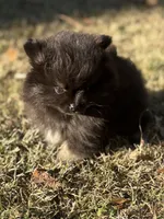 AKC Ella May, a female Pomeranian for sale in Byron, GA – Photo 2 of 10