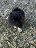 AKC Ella May, a female Pomeranian for sale in Byron, GA – Photo 3 of 10