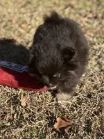 AKC Ella May, a female Pomeranian for sale in Byron, GA – Photo 8 of 10