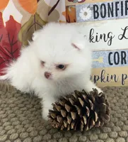 AKC Aaron, a male Pomeranian for sale in Byron, GA – 2 of 8