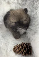 CKC Charlie, a male Pomeranian for sale in Byron, GA – 7 of 8