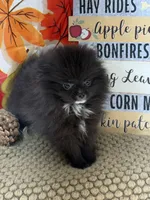 AKC Bella, a female Pomeranian for sale in Byron, GA – 4 of 8