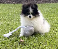 AKC Ella, a female Pomeranian for sale in Byron, GA – 9 of 10