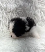 AKC Jackson, a male Pomeranian for sale in Byron, GA – 8 of 8