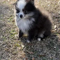 AKC Chase, a male Pomeranian for sale in Byron, GA – Photo 8 of 10