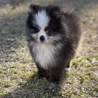 AKC Chase, a male Pomeranian for sale in Byron, GA – Photo 3 of 10