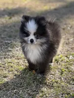 AKC Chase, a male Pomeranian for sale in Byron, GA – Photo 3 of 10