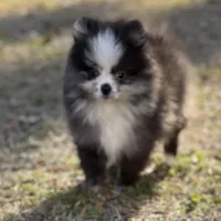 AKC Chase, a male Pomeranian for sale in Byron, GA – Photo 1 of 10