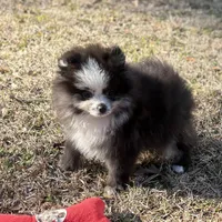 AKC Chase, a male Pomeranian for sale in Byron, GA – Photo 5 of 10