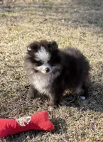 AKC Chase, a male Pomeranian for sale in Byron, GA – Photo 5 of 10