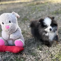 AKC Chase, a male Pomeranian for sale in Byron, GA – Photo 4 of 10