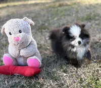 AKC Chase, a male Pomeranian for sale in Byron, GA – Photo 4 of 10