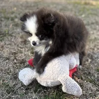 AKC Chase, a male Pomeranian for sale in Byron, GA – Photo 9 of 10