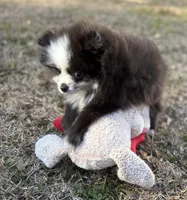 AKC Chase, a male Pomeranian for sale in Byron, GA – Photo 9 of 10