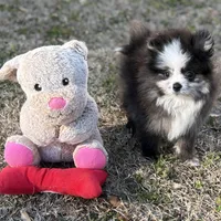 AKC Chase, a male Pomeranian for sale in Byron, GA – Photo 10 of 10