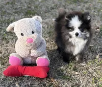 AKC Chase, a male Pomeranian for sale in Byron, GA – Photo 10 of 10