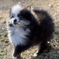 AKC Chase, a male Pomeranian for sale in Byron, GA – Photo 2 of 10