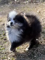 AKC Chase, a male Pomeranian for sale in Byron, GA – Photo 2 of 10