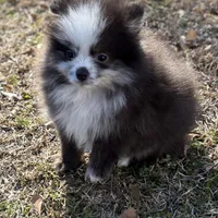AKC Chase, a male Pomeranian for sale in Byron, GA – Photo 6 of 10